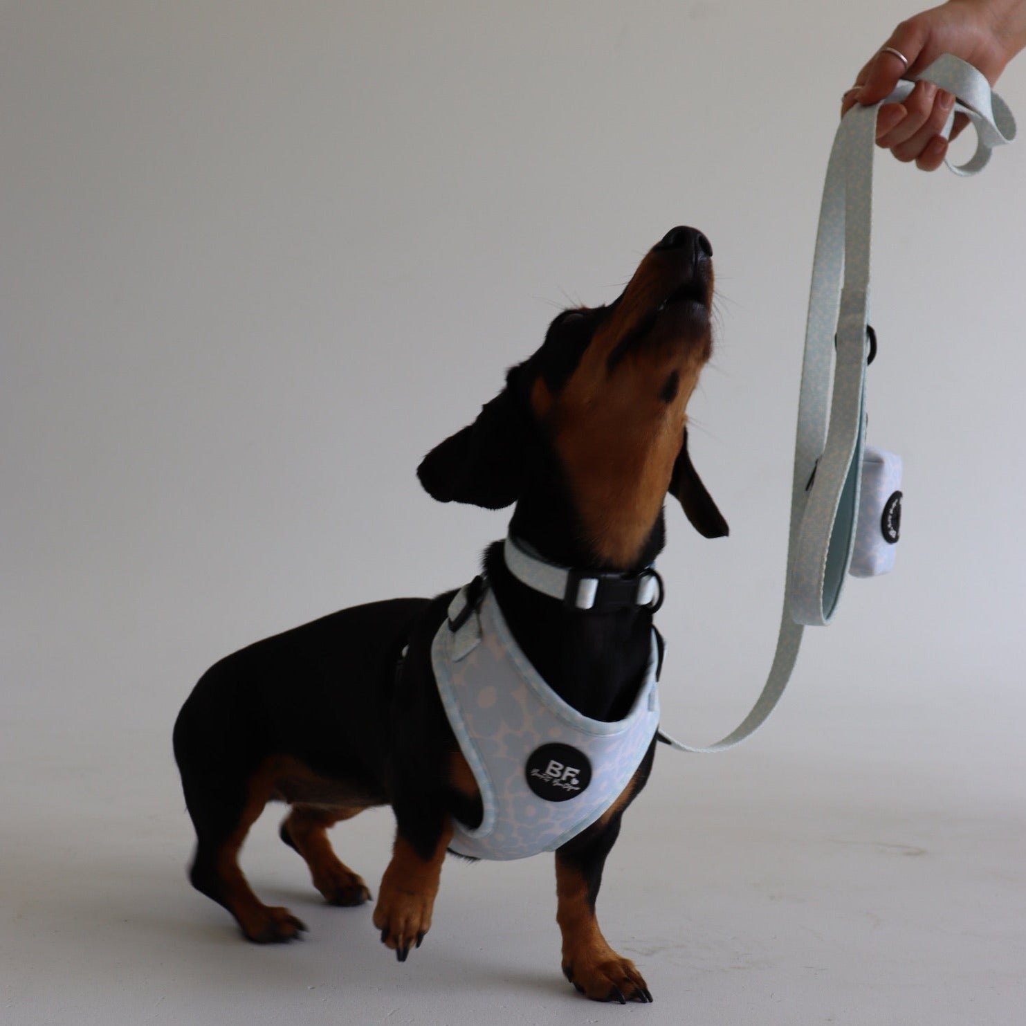 Blue Miami Pet Leash