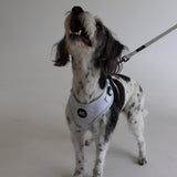 Blue Miami Pet Harness